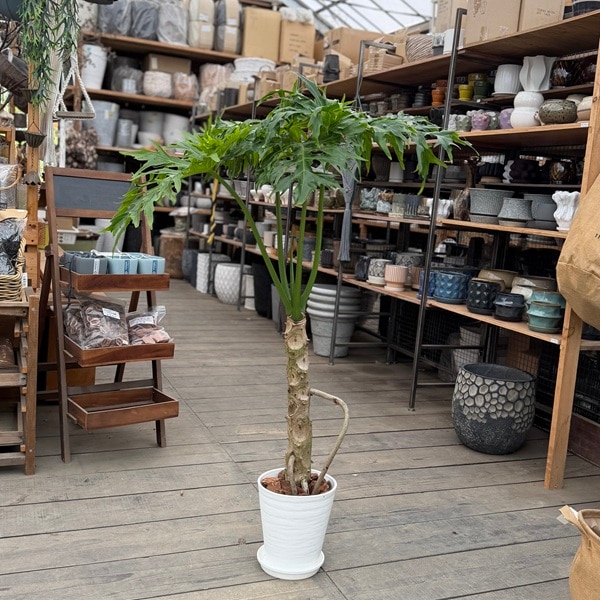 ���տ�ʪ���ե����ǥ�ɥ���  �������� 7�楻�饢����ȭ ������ �С������å׾���*�緿����������