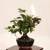 �ߺϡ�����(����)������*����ʪ   soro bonsai �����ߺ�