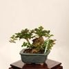 �ߺϡ�ɱɴ����*���� ����ʪ ���뤹�٤ꡡ���륹�٥� sarusuberi��bonsai ���ߥ��ߺ�