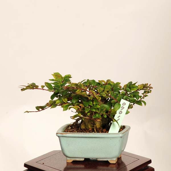 盆栽：姫百日紅*現品 一点物 さるすべり サルスベリ sarusuberi bonsai