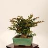�ߺϡ�ɱɴ����*���� ����ʪ ���뤹�٤ꡡ���륹�٥� sarusuberi��bonsai ���ߥ��ߺ�
