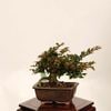 �ߺϡ�ɱɴ����*���� ����ʪ ���뤹�٤ꡡ���륹�٥� sarusuberi��bonsai ���ߥ��ߺ�