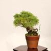 �ߺϡ��������վ�* ����ʪ������ ���褦�ޤġ����襦�ޥġ�Goyoumatsu bonsai �ߥ��ߺ�