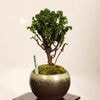�ߺϡ��в�ɰ(�ҤΤ�)������* ����ʪ �ҥΥ���Chamaecyparis��Hinoki bonsai �����ߺ�