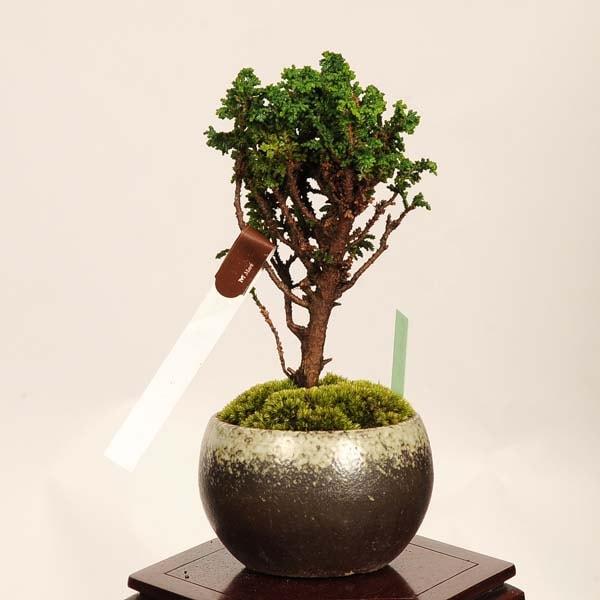 盆栽：石化桧(ひのき) 現品* 一点物 ヒノキ Chamaecyparis Hinoki