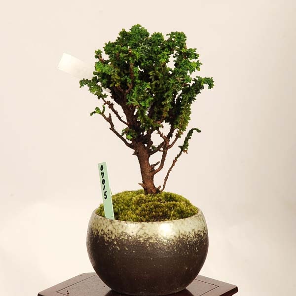 盆栽：石化桧(ひのき) 現品* 一点物 ヒノキ Chamaecyparis Hinoki