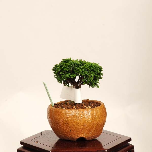 盆栽：連山桧（ひのき）現品*一点物 ヒノキ hinoki bonsai
