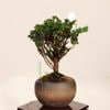 �ߺϡ��в�ɰ(�ҤΤ�)������* ����ʪ �ҥΥ���Chamaecyparis��Hinoki bonsai �����ߺ�