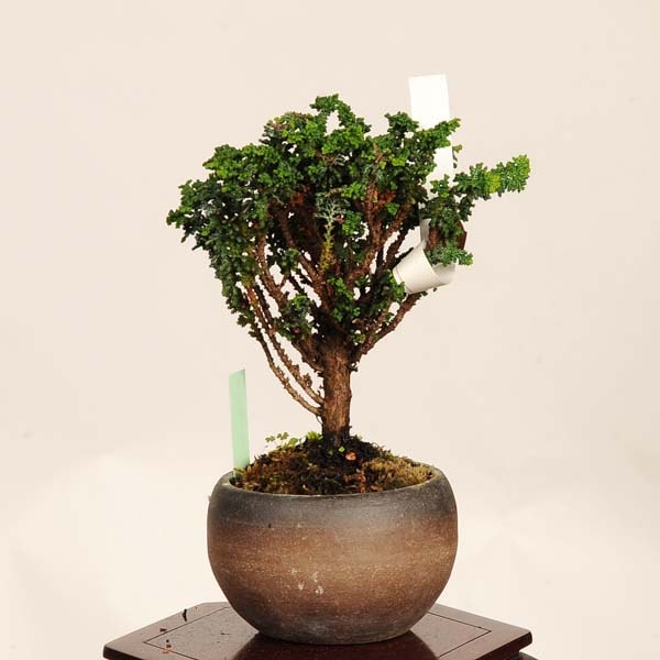石化檜　小品盆栽　※期間限定※ 盆栽：石化桧(ひのき) 現品* 一点物 ヒノキ Chamaecyparis Hinoki
