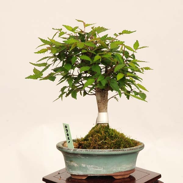 欅 #盆栽 #bonsai #欅 欅 盆栽