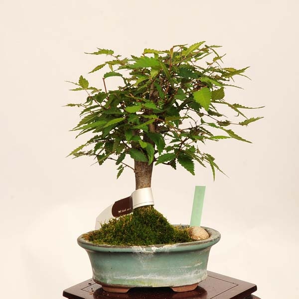 盆栽：欅(けやき) 現品*一点物 ケヤキ Zelkova serrata Keyaki bonsai
