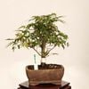 �ߺϡ�Ĺ������ա�����*����ʪ ��ߤ����ʥ��饬���ߥ���Momiji bonsai �����ߺ�