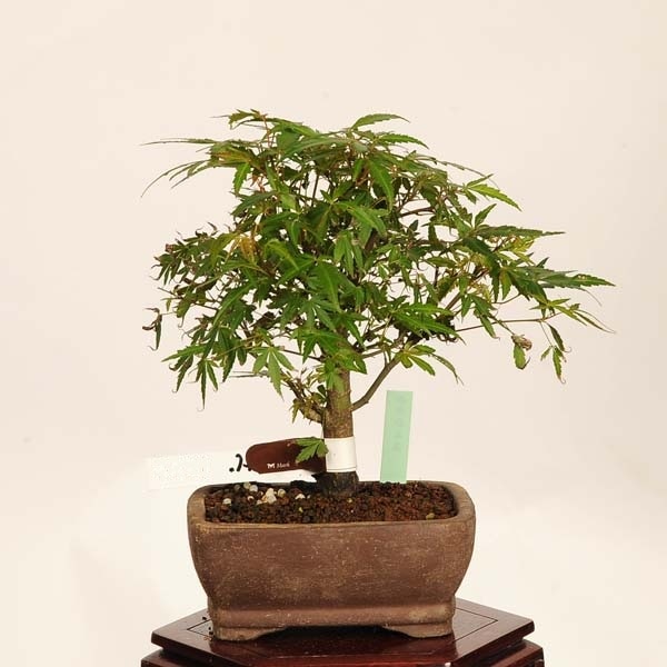 盆栽：長良川紅葉 現品*一点物 もみじ ナガラガワモミジ Momiji bonsai