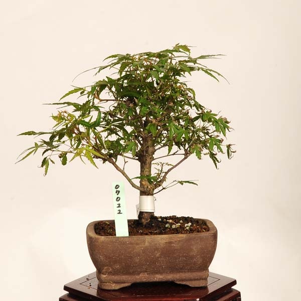 盆栽：長良川紅葉 現品*一点物 もみじ ナガラガワモミジ Momiji bonsai