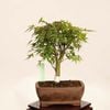 �ߺϡ�Ĺ������ա�����*����ʪ ��ߤ����ʥ��饬���ߥ���Momiji bonsai �����ߺ�