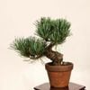 �ߺϡ�������վ�*���� ����ʪ ���褦�ޤġ����襦�ޥġ�Goyoumatsu bonsai �����ߺ�