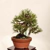 �ߺ� �����Ϲ���*���� ����ʪ �����ޤġ������ޥġ�Kuromatsu bonsai �����ߺ�