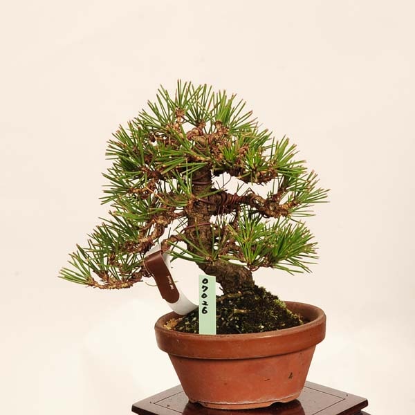 盆栽 ：三河黒松*現品 一点物 くろまつ クロマツ Kuromatsu bonsai