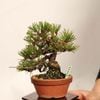 �ߺ� �����Ϲ���*���� ����ʪ �����ޤġ������ޥġ�Kuromatsu bonsai �����ߺ�