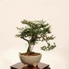 �ߺϡ�ŷ���ߡʤƤ�Τ��Ф���*���� ����ʪ �ƥ�Υ��Х���Tennoubai bonsai �����ߺ�