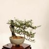 �ߺϡ�ŷ���ߡʤƤ�Τ��Ф���*���� ����ʪ �ƥ�Υ��Х���Tennoubai bonsai �����ߺ�
