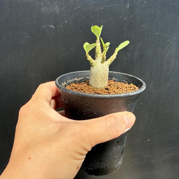 コーデックス：アデニウム 実生*葉幅3～5cm | すべての商品 | 遊恵