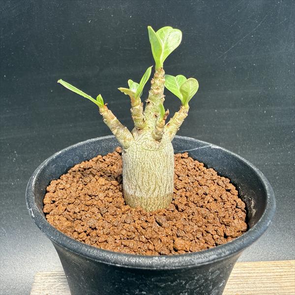 実生　アデニウム 斑入り コーデックス 塊根植物 コーデックス：アデニウム 実生*葉幅3～5cm | すべての商品 | 遊恵