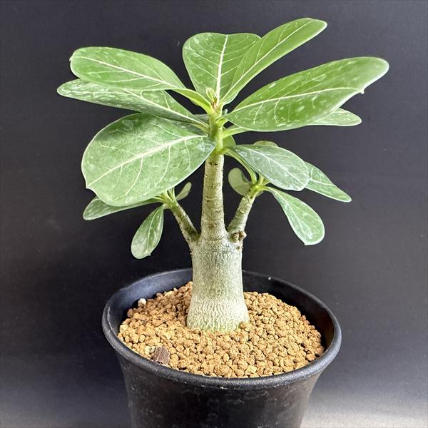 コーデックス：アデニウム 実生*葉幅11cm | サボテン＆多肉植物