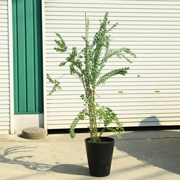 庭木 植木：三角葉アカシア（サンカクバアカシア） ミモザ 現品限り