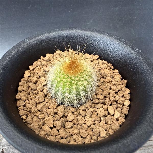 ���ܥƥ󡧥ѥ��ǥ������⹸�� ����*S����2cm