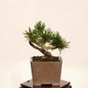 �ߺϡ��������������� ����ʪ*�����ޤġ������ޥ� Pinus thunbergii��Kuromatsu bonsai �����ߺ�