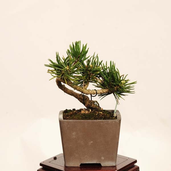 盆栽：寸梢黒松 現品 一点物*くろまつ クロマツ Pinus thunbergii