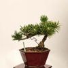 �ߺϡ��������������� ����ʪ*�����ޤġ������ޥ� Pinus thunbergii��Kuromatsu bonsai �����ߺ�