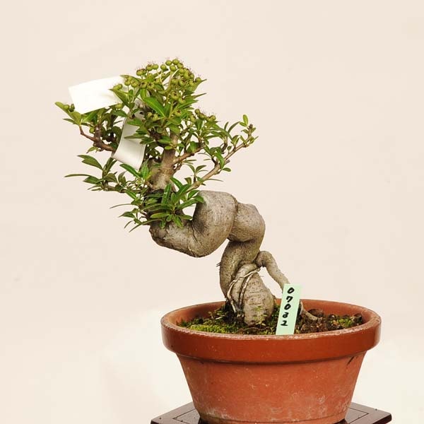 盆栽：ピラカンサ 現品*一点物 ぴらかんさ Pyracantha Pirakansa