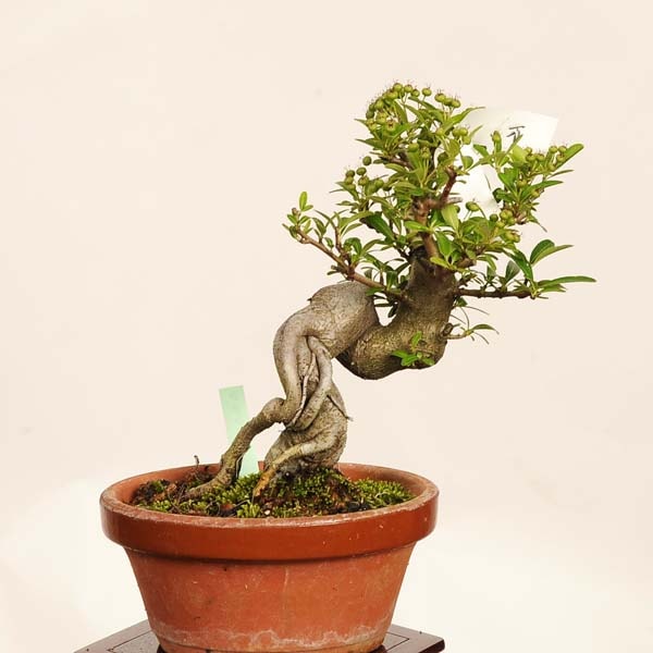人気小品盆栽 ピラカンサ 盆栽 小品盆栽 ピラカンサ 全高33cm K 価格.com