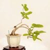 �ߺϡ��Ϥ�����(���ޥΥ�������)����*����ʪ��Aristolochia debilis�� bonsai �������ߺϡ�