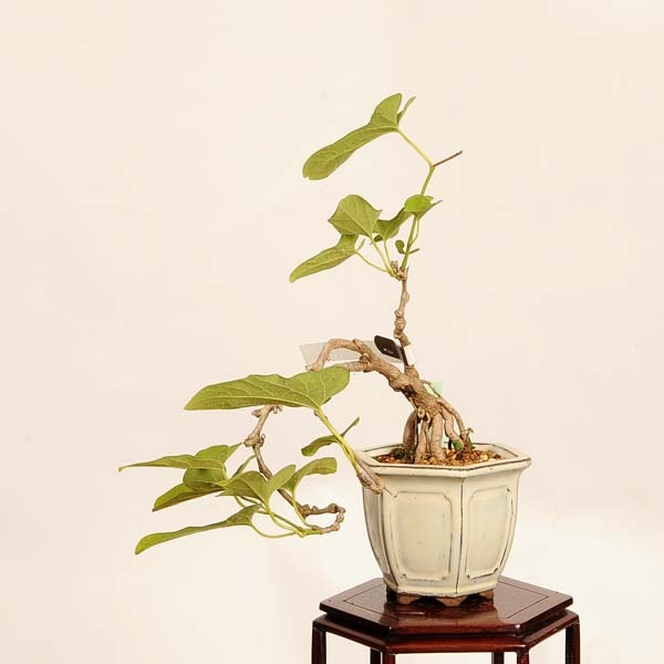 盆栽：馬の鈴草(ウマノスズクサ)現品*一点物 Aristolochia debilis