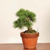 �ߺϡ����վ�*���� ����ʪ ���褦�ޤġ����襦�ޥġ�Goyoumatsu bonsai �����ߺ�