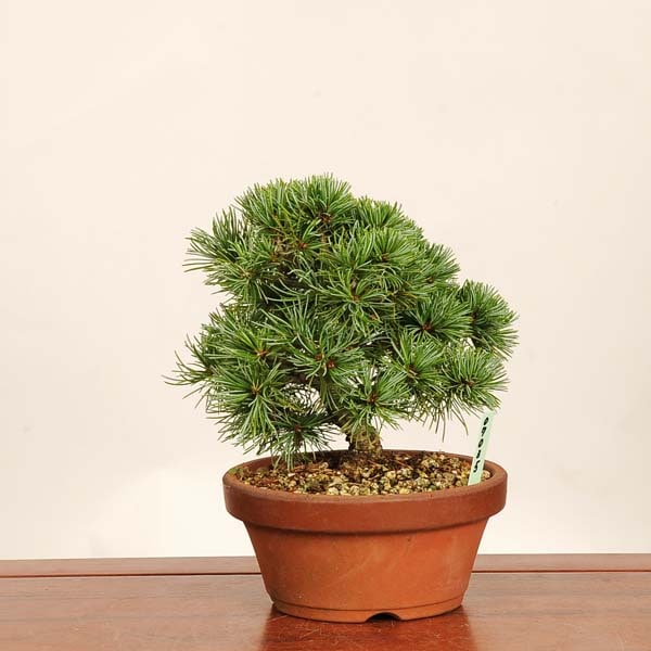 盆栽：五葉松*現品 一点物 ごようまつ ゴヨウマツ Goyoumatsu bonsai
