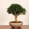 �ߺϡ����ѤĤ�������*����ʪ �������ĥ���Tsuge bonsai �����ߺ�