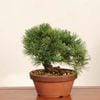 �ߺ� ���������վ�*���� ����ʪ ���褦�ޤġ����襦�ޥġ�Goyoumatsu bonsai �����ߺ�