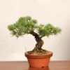 �ߺ� ���������վ�*���� ����ʪ ���褦�ޤġ����襦�ޥġ�Goyoumatsu bonsai �����ߺ�