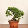 �ߺ� ���������վ�*���� ����ʪ ���褦�ޤġ����襦�ޥġ�Goyoumatsu bonsai �����ߺ�