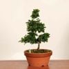 �ߺϡ��Ż�ɰ�ʤҤΤ��ˡ�����*����ʪ���ҥΥ���hinoki  bonsai �����ߺ�