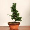 �ߺϡ��Ż�ɰ�ʤҤΤ��ˡ�����*����ʪ���ҥΥ���hinoki  bonsai �����ߺ�