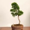 �ߺϡ������� *����  ����ʪ ����Ѥ�������ѥ� Sabina chinesis��Shinpaku bonsai �����ߺ�