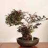 �ߺϡ��ֲ־������� ����*����ʪ �Ȳ֤ޤ󤵤� �ޥ󥵥���mandaku bonsai �����ߺ�