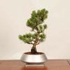 �ߺϡ����վ�*����� �������ա����� ����ʪ ���褦�ޤġ����襦�ޥġ�Goyoumatsu bonsai �����ߺ�