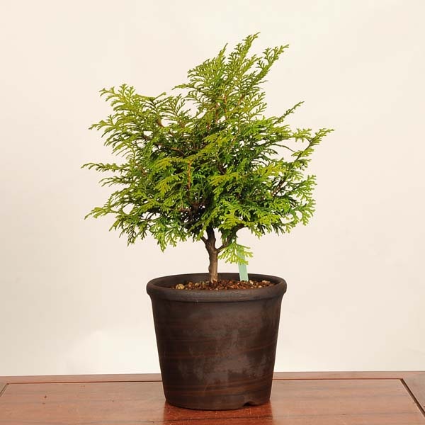 盆栽：桧（ひのき） 現品*一点物 ヒノキ hinoki bonsai 中品盆栽