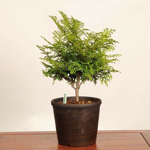 盆栽：桧（ひのき） 現品*一点物 ヒノキ hinoki bonsai 中品盆栽